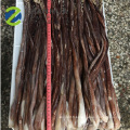 Calmar géant congelé de grande taille tentacule organe sexuel gigas squid